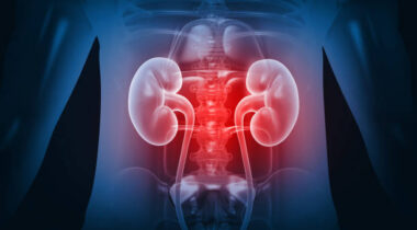 Human kidney anatomy on medical science background. 3d illustration