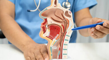 Asian doctor with nasal oral throat cavity neck human anatomy model for study diagnosis and treatment in hospital.